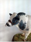 Cattle